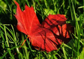 maple-482559 1280 | Foto: https://pixabay.com/de/photos/ahorn-ahornblatt-herbst-blatt-laub-482559/